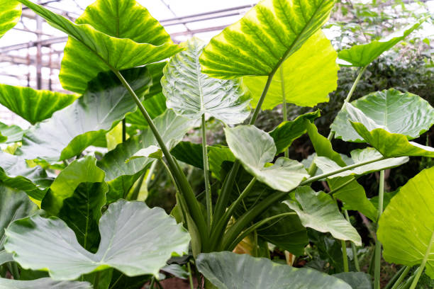 istock green plant in garden 2169685648