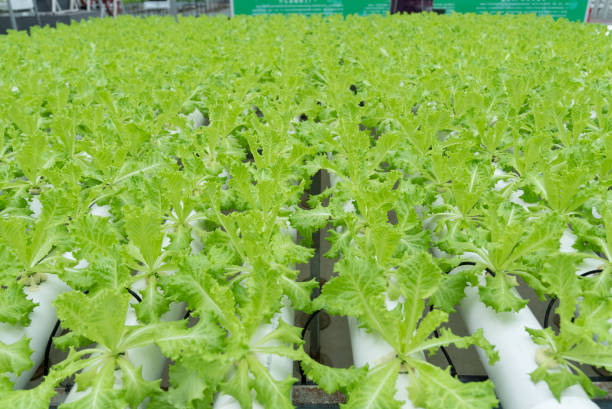 istock vegetable planted in pipe in garden 2169686348