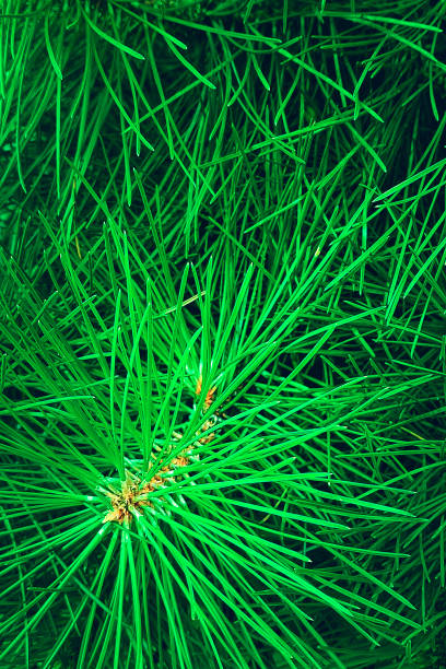 istock Pine branch close-up. Vertical photo. 2169686587