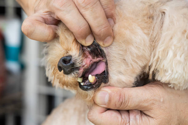 istock Dog with teeth gingivitis decay and gum problem had most of her teeth extracted to prevent other health issues. 2169686789