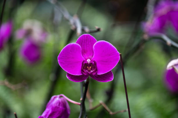 butterfly orchid blooming in garden