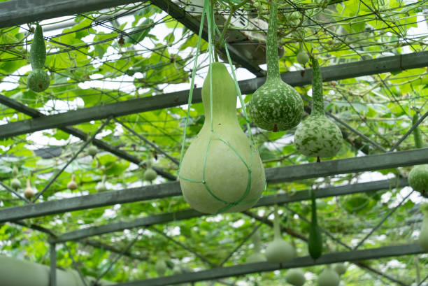 istock ripe gourd hanging in garden 2169686989