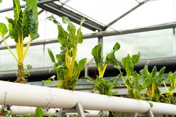istock vegetable planted in pipe in garden 2169687341