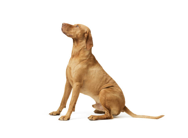 istock Dog hungarian Vizsla isolated on white background 2169687482