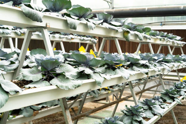 istock vegetable planted in pipe in garden 2169687557