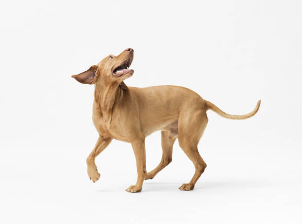 Dog hungarian Vizsla isolated on white background