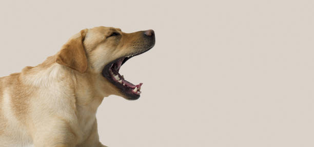 Portrait of Labrador Retriever Yawning