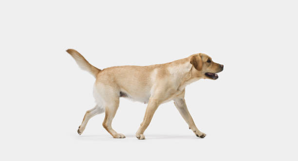 istock Portrait of Labrador Retriever Walking on white background 2169687624