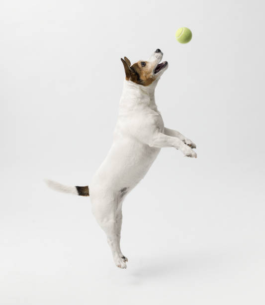 istock Jack Russell terrier playing on white background 2169688171