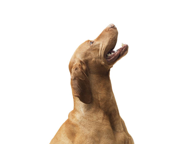istock Dog hungarian Vizsla isolated on white background 2169688210