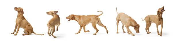 istock Dog hungarian Vizsla isolated on white background 2169688302