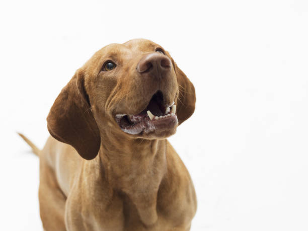 istock Dog hungarian Vizsla isolated on white background 2169688373
