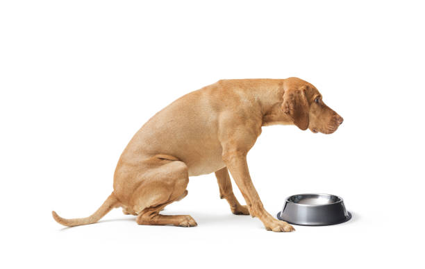 istock Sad hungarian Vizsla dog next to a empty bowl 2169688380