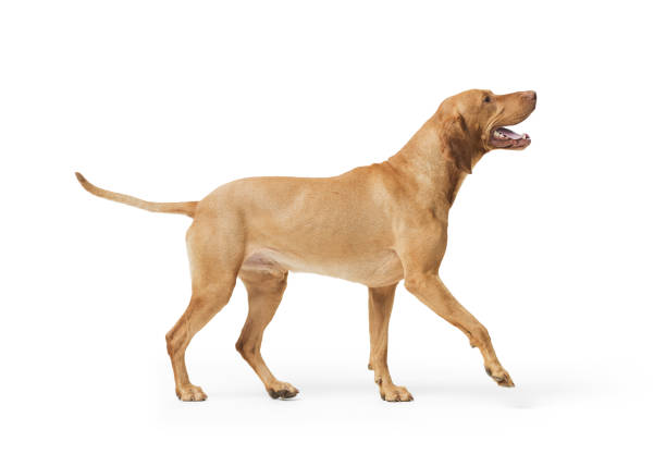 istock Dog hungarian Vizsla isolated on white background 2169688385