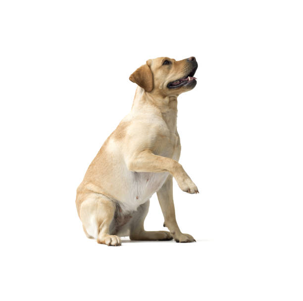istock Portrait of Labrador Retriever sitting on white background 2169688433