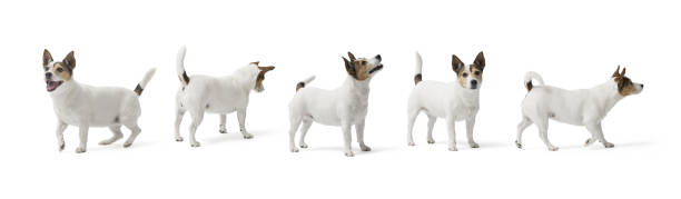 istock Cute small dog Jack Russell terrier on white background 2169688507
