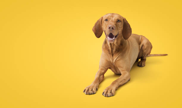istock Dog hungarian Vizsla isolated on yellow background 2169688510
