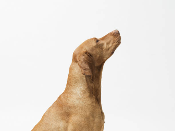 istock Dog hungarian Vizsla isolated on white background 2169688522