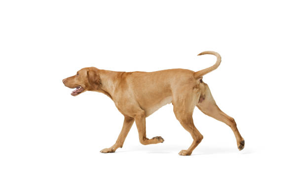 istock Dog hungarian Vizsla isolated on white background 2169688525