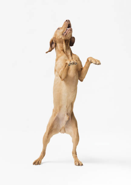 istock Dog hungarian Vizsla isolated on white background 2169688544