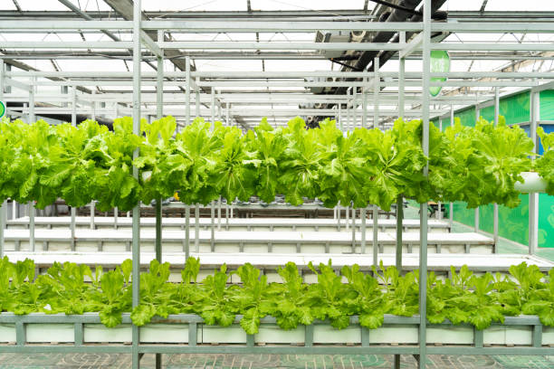 istock vegetable planted in pipe in garden 2169688606