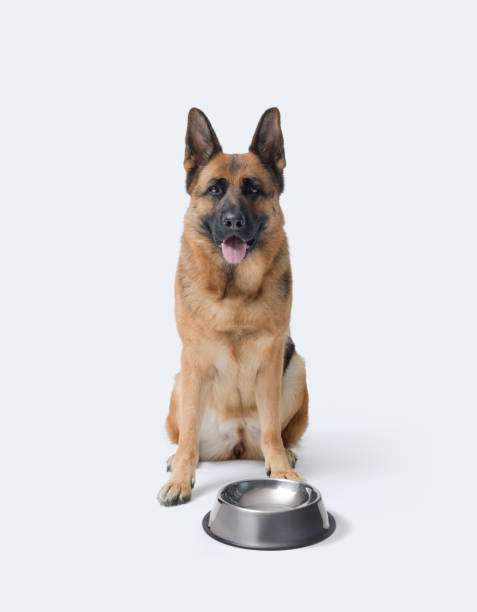 istock Hungry dog waiting and empty bowl 2169688734