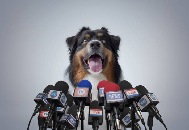 istock Funny dog speaking at the press conference 2169688782