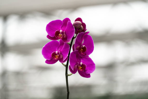 butterfly orchid blooming in garden