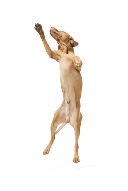 istock Dog hungarian Vizsla isolated on white background 2169688850
