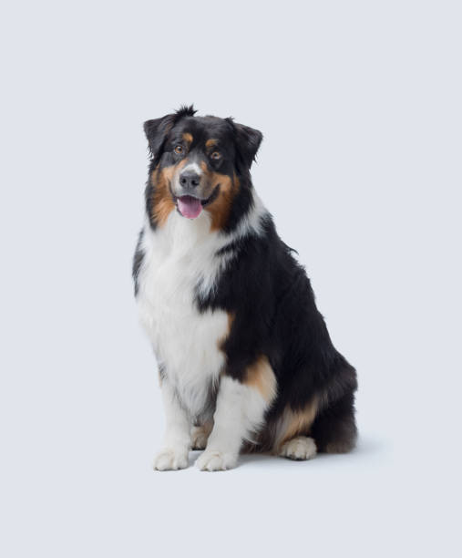 istock Cute Australian Sheperd sitting and posing 2169688882