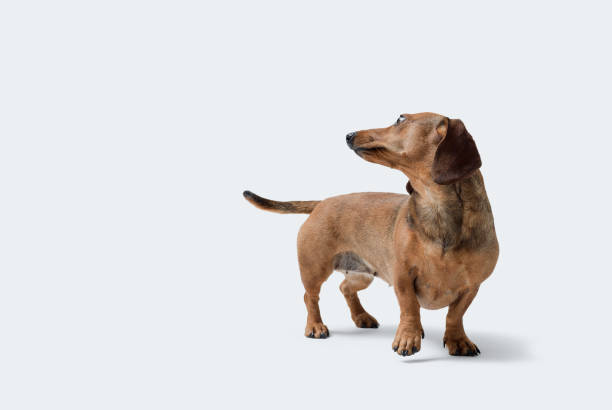 istock Lovely healthy dog looking backwards 2169688888