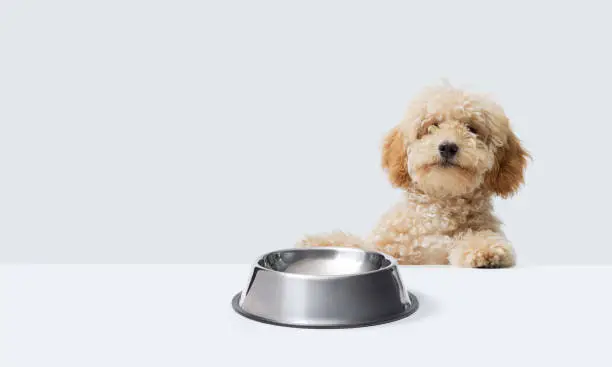 Lindo caniche y cuenco vacío Lindo caniche y cuenco vacío