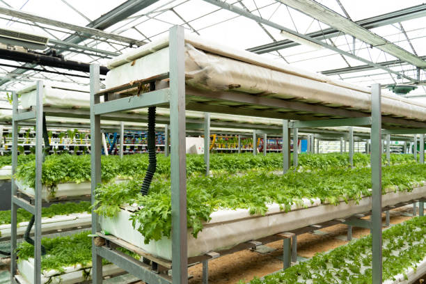 istock vegetable planted in pipe in garden 2169689106
