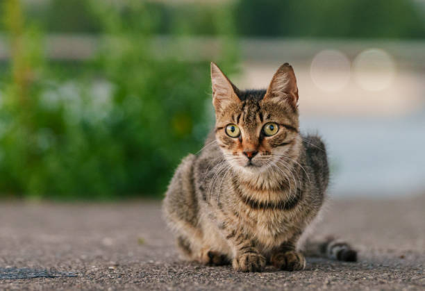 istock Stray cat on the street 2169689233