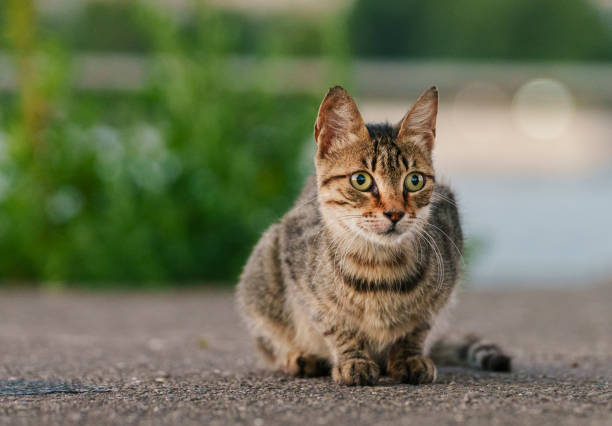 istock Stray cat on the street 2169689238