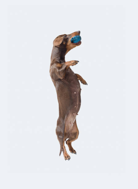 Happy agile dog playing with a ball and jumping, Dachshund dog breed