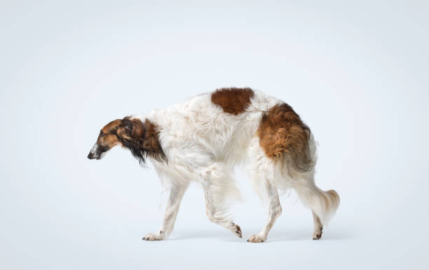 Russian Dog, Borzoi Dog Playfully Jumping On Walk. Fast Russian Hunting Sighthound. Russkaya Psovaya Borzaya Dog Outdoor.
