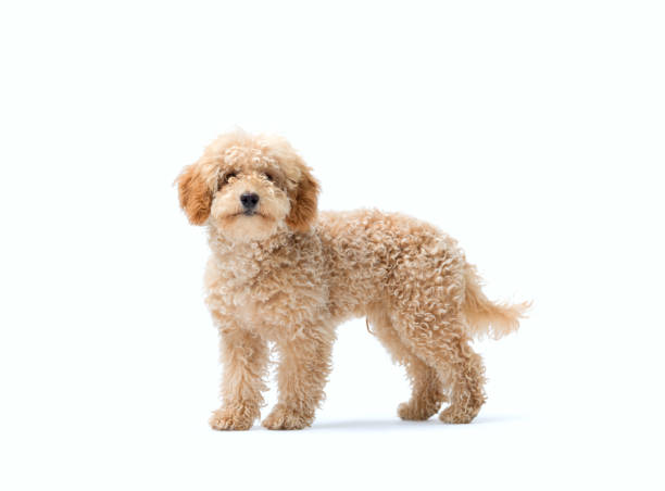 istock Cute Poodle dog looking at camera 2169689462