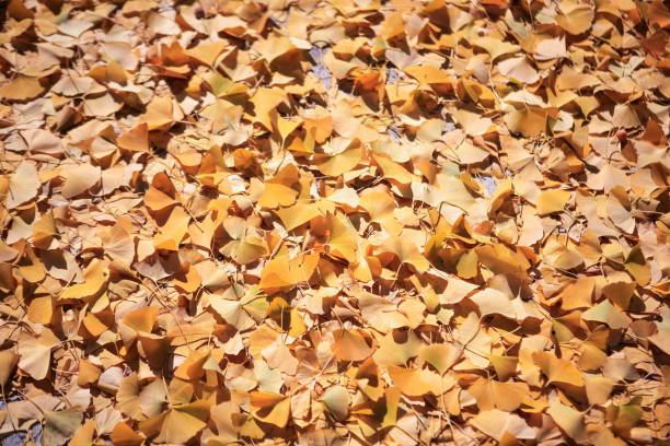 yellow ginkgo leaves are arranged symmetrically around the circle, with their stems pointing towards the center, step in creative process, fall project, DIY