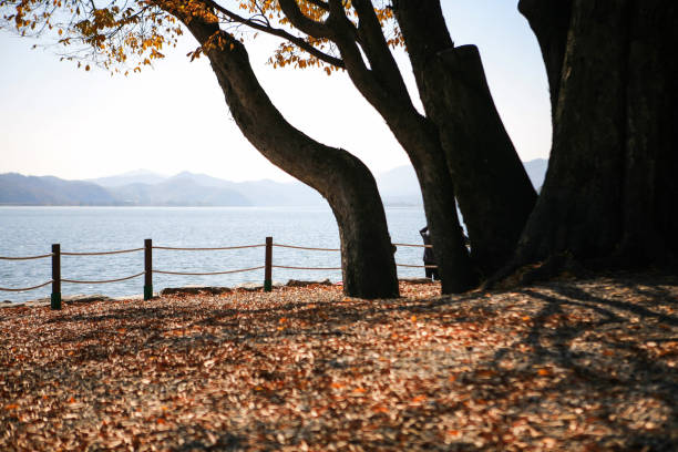 istock a old and huge tree at the lakeside 2169689545