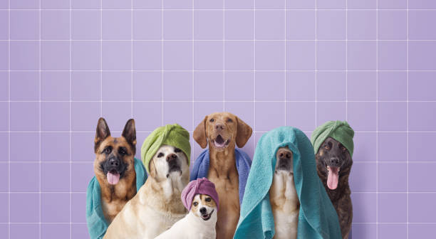istock Group of dogs having a bath together 2169689670