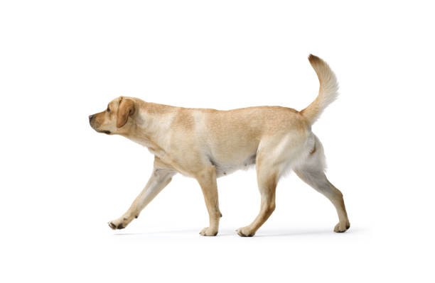 istock Portrait of Labrador Retriever Walking on white background 2169689721