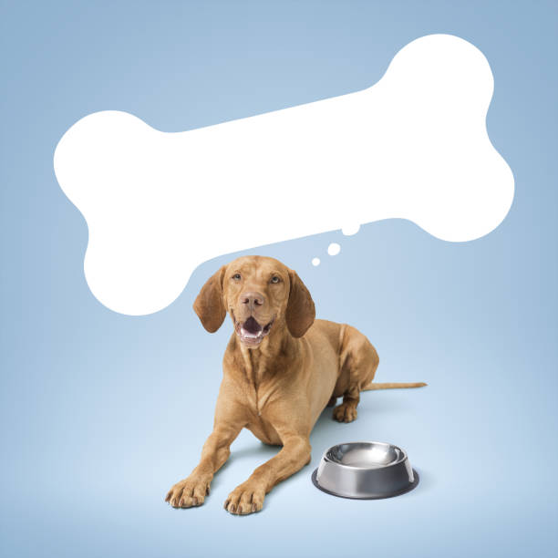 Hungry dog and empty bowl, bone shaped speech balloon, dog food concept