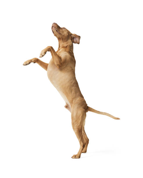 istock Dog hungarian Vizsla isolated on white background 2169689821