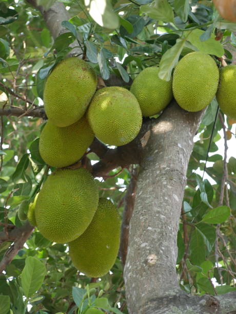 istock Nature's bounty: Jackfruits hanging ripe and ready on their tree 2169689832