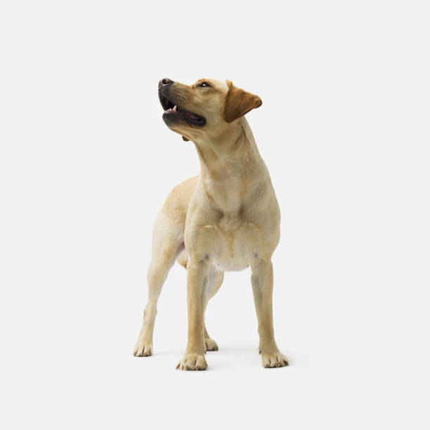 istock Portrait of Labrador Retriever standing on white background 2169689997