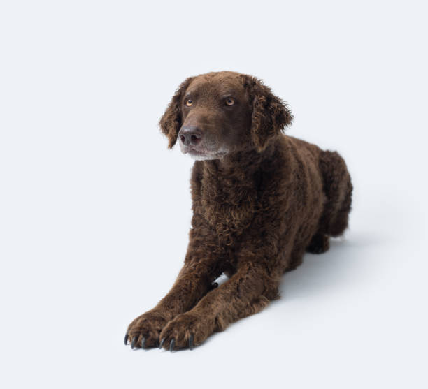 istock Lovely Curly-Coated Retriever lying down 2169690089