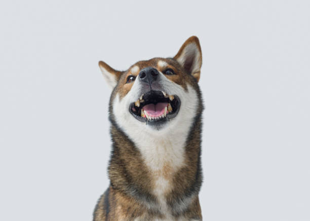Portrait of a funny dog smiling and laughing, Shiba Inu dog breed