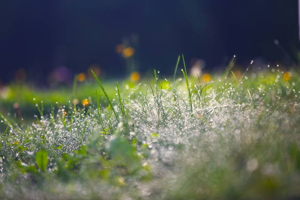 Nature themed background image with copy space for presentation and text