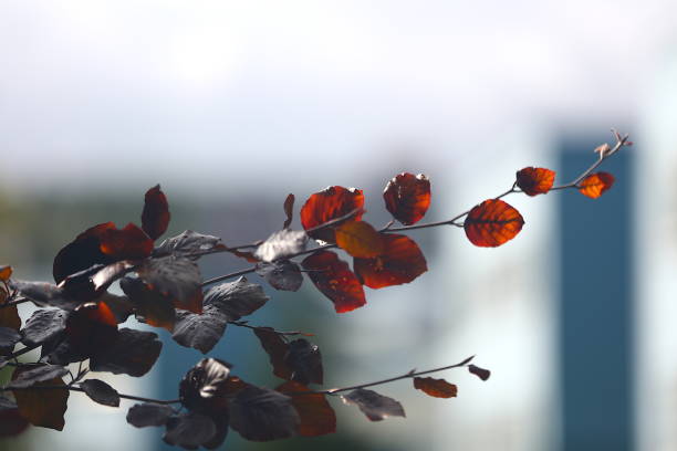 Nature themed background image with copy space for presentation and text, picture depicting red leaves on twigs and branches of Haya Roja, also called Red Beech.